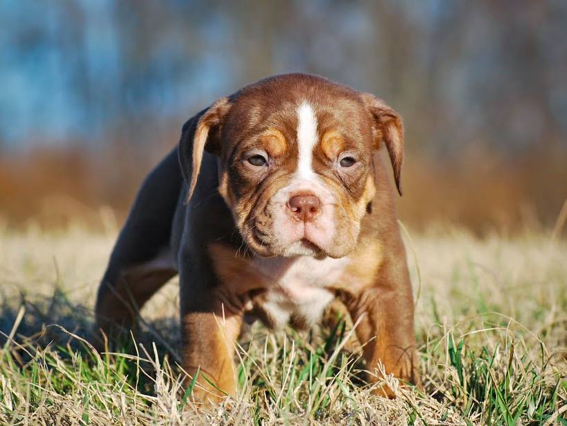 American bully puppies for sale in California