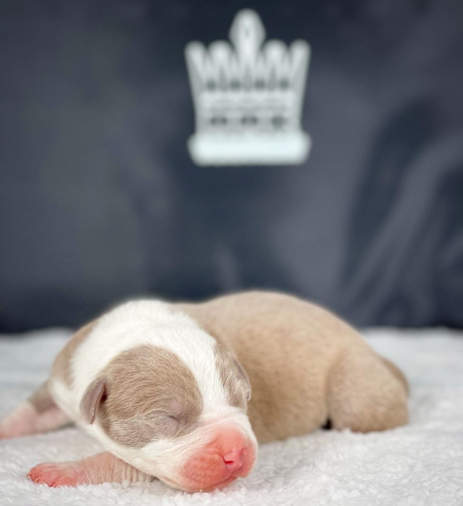 red nose American bully puppies in Florida