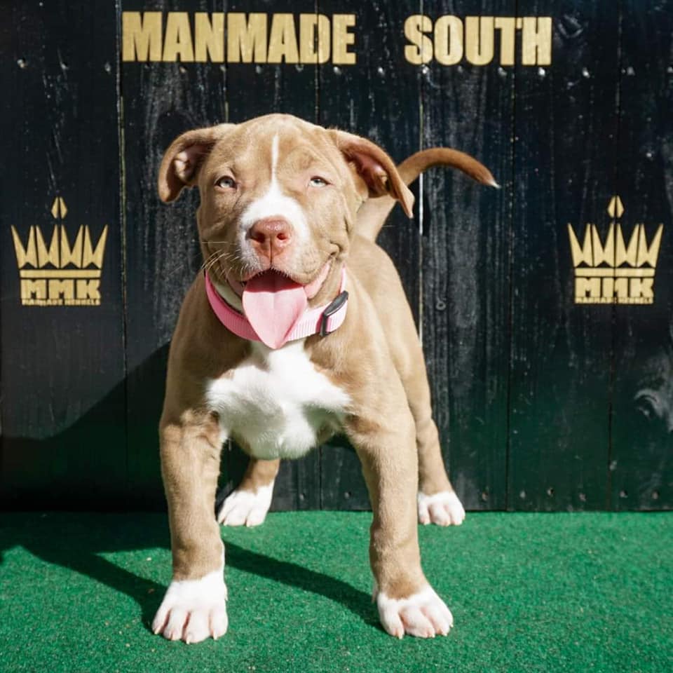 American Bully Puppies For Sale in South Florida