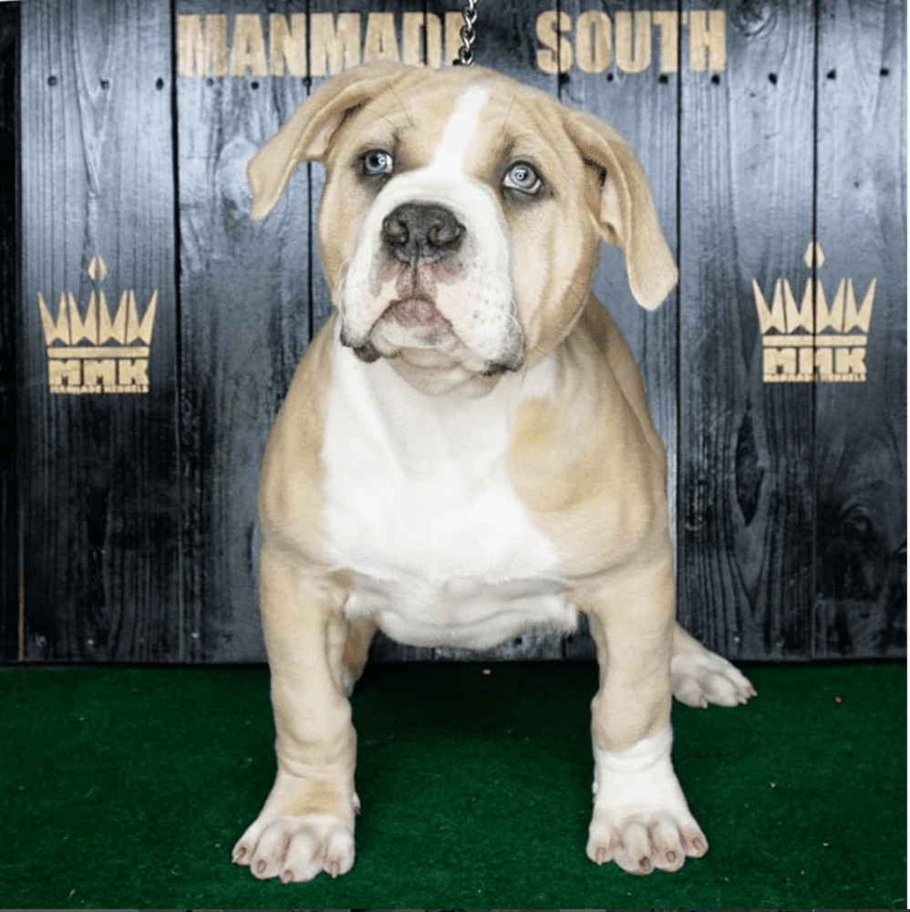 American bully puppies Florida