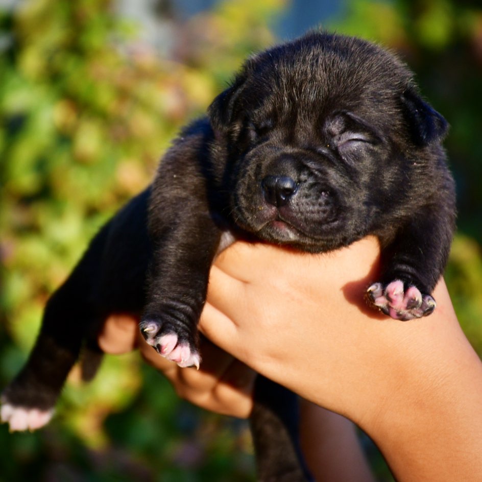 black pitbull puppy