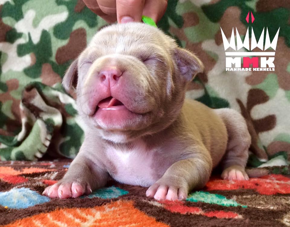 American Bully Puppy New York