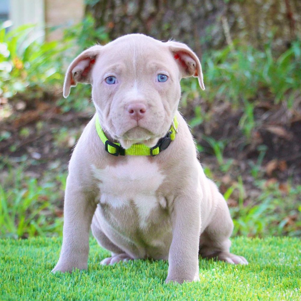 red nose bully dog