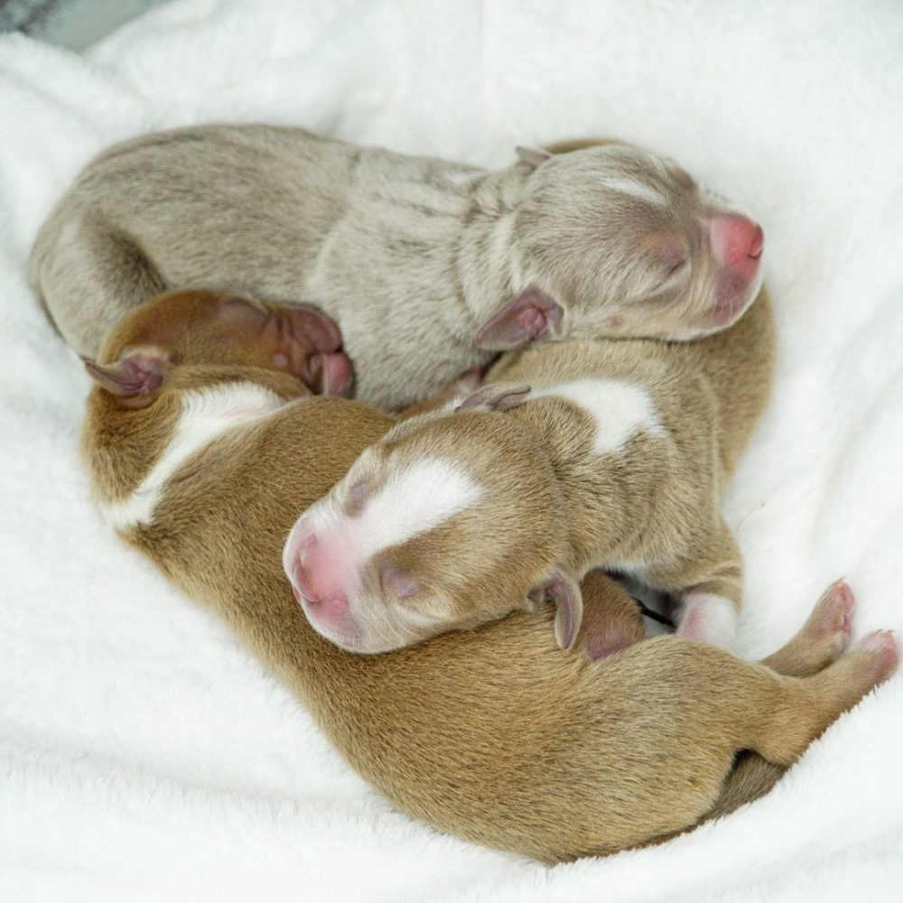 XL Bully Puppies New York