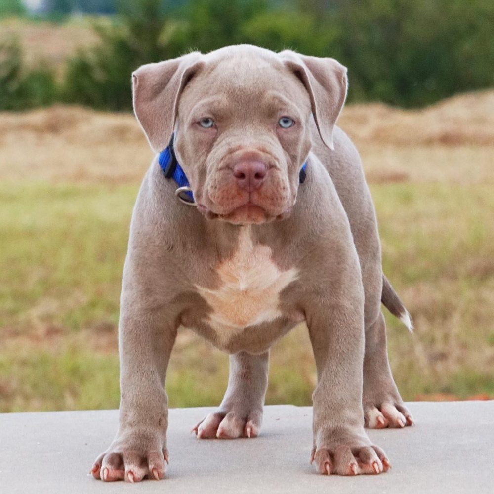 red nose pitbull puppies