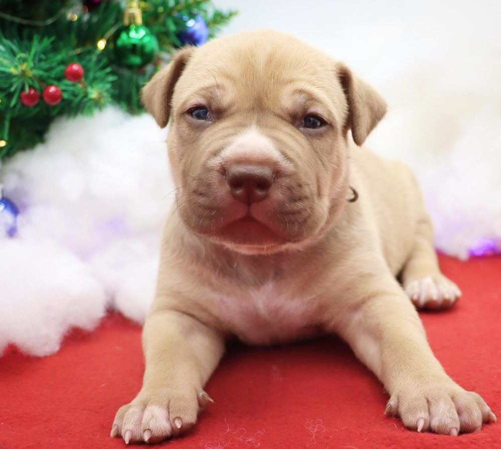 American Bully Puppy New York