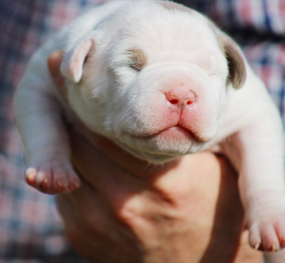 White American bully puppies in Georgia