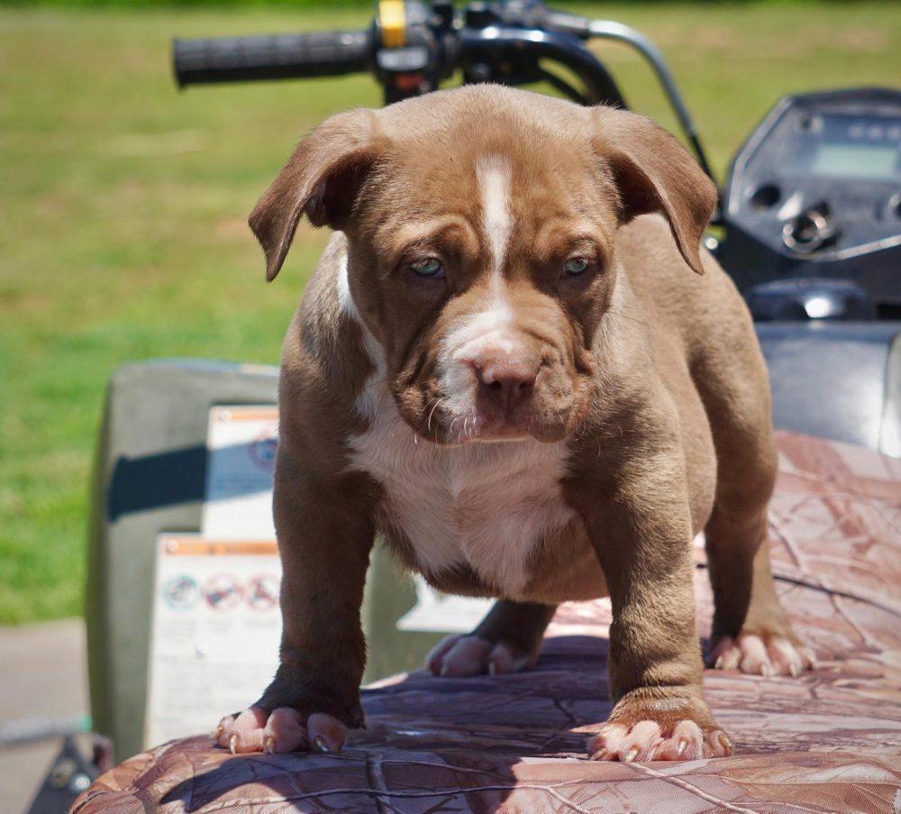 Fawn american bully puppies for sale in Atlanta
