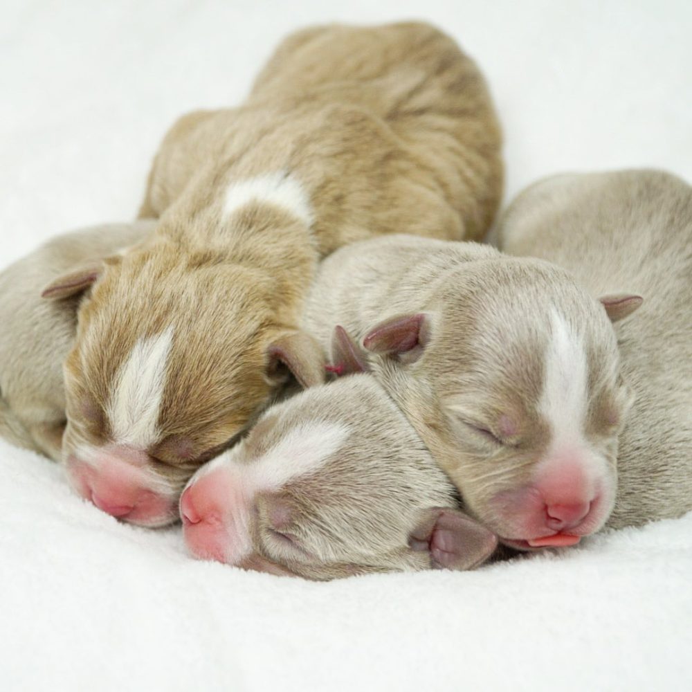 Pitbull Puppies For Sale in Atlanta