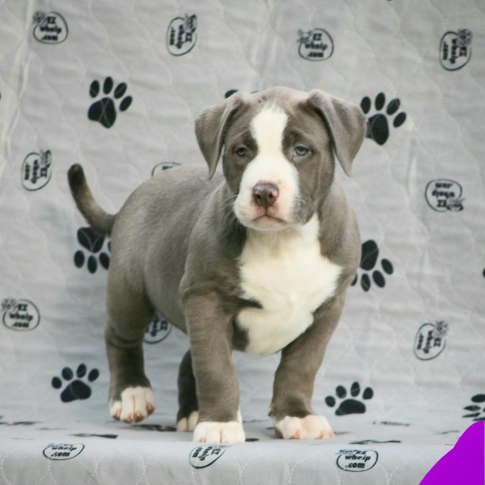 American bully puppies for sale in Michigan