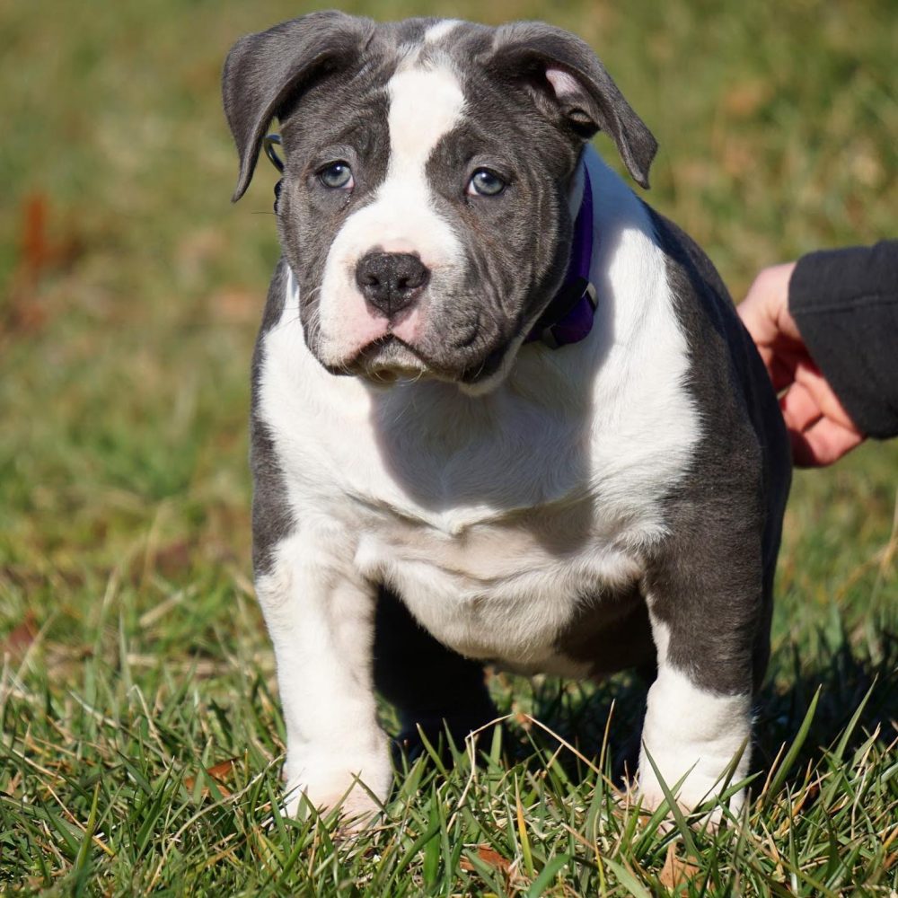 Blue nose puppies