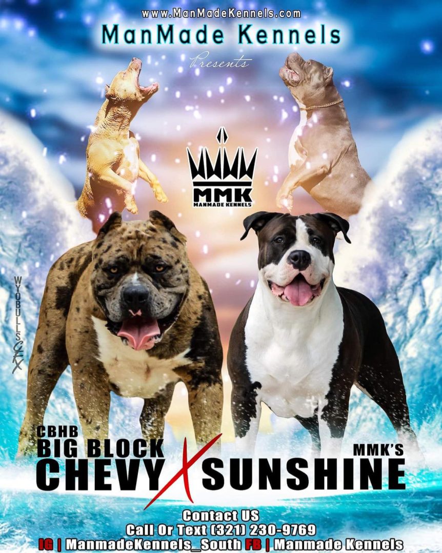 Pitbull Puppies For Sale in Puppy Pitbulles For Sale