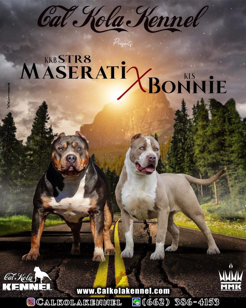 Pitbull Puppies For Sale in Puppy Pitbulles For Sale