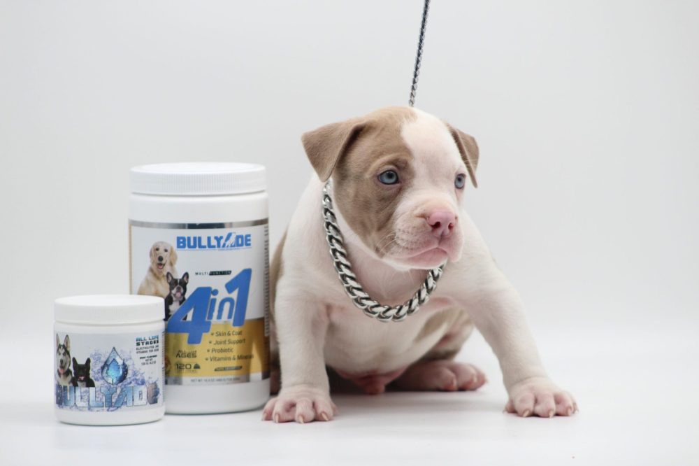 puppy pitbulls for sale