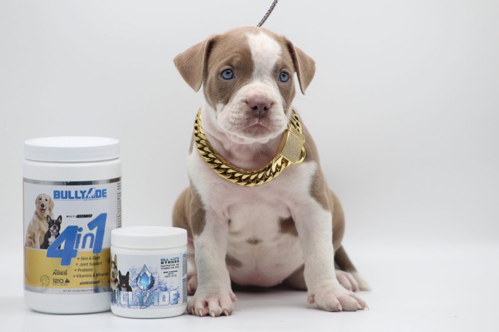 puppy pitbulls for sale