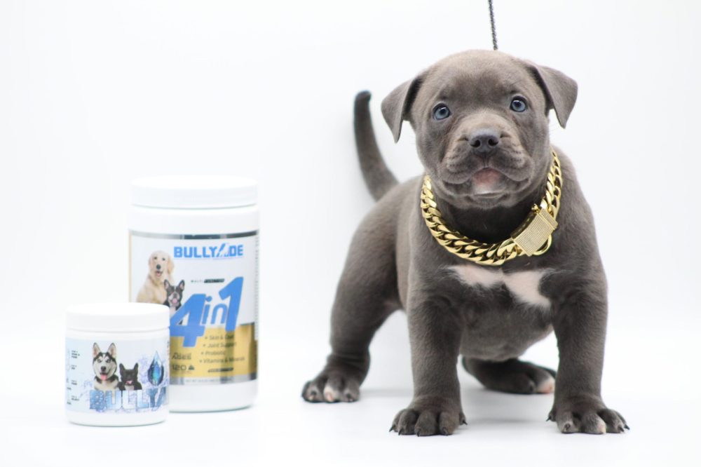 puppy pitbulls for sale