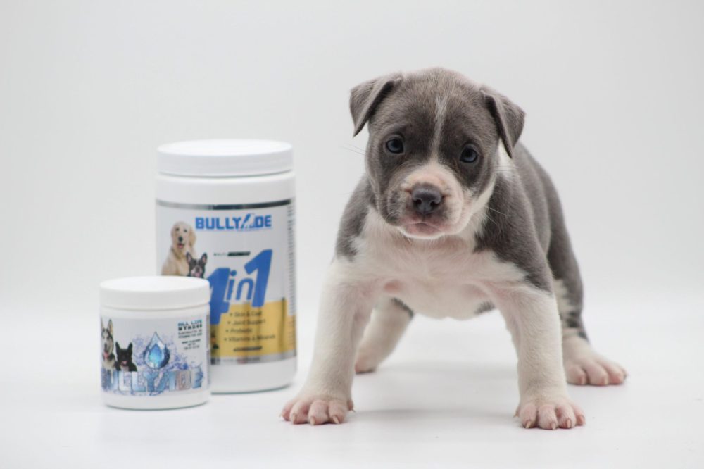 PIT BULL PUPPIES FOR SALE