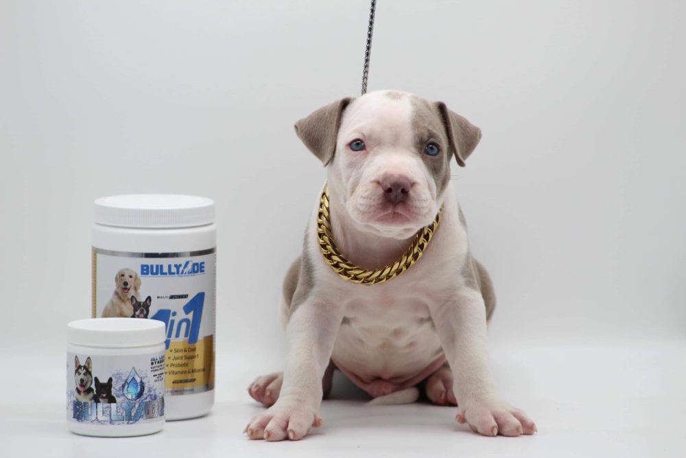 pitbull puppies for sale in Delaware