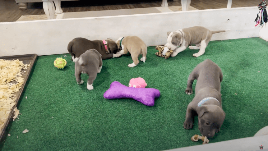 pitbull puppy play pen