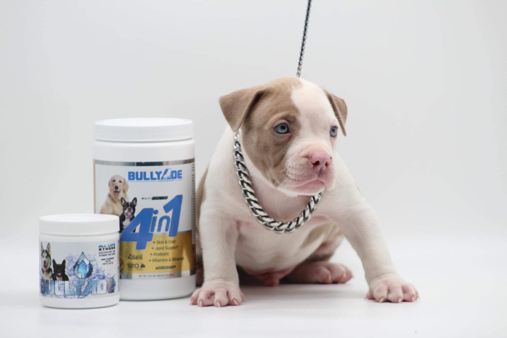 Pitbull Puppies For Sale in Puppy Pitbulles For Sale