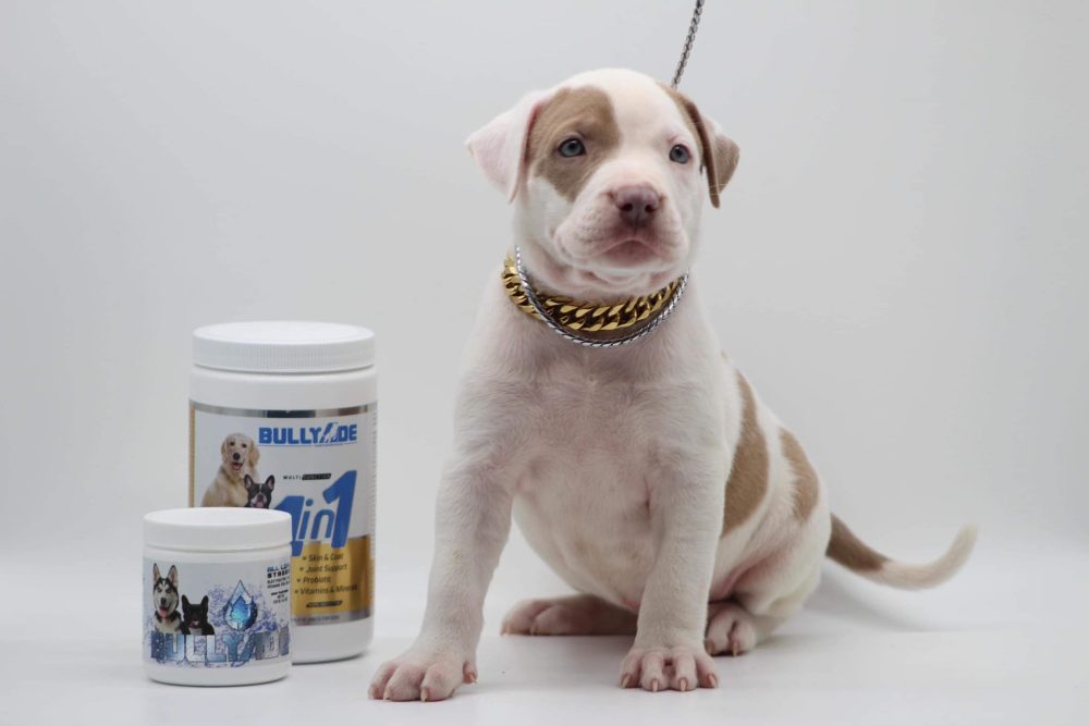 bluenose pitbull puppies Delaware