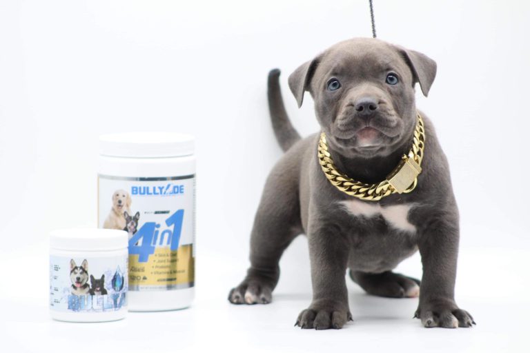 Pitbull Puppies For Sale in Puppy Pitbulles For Sale