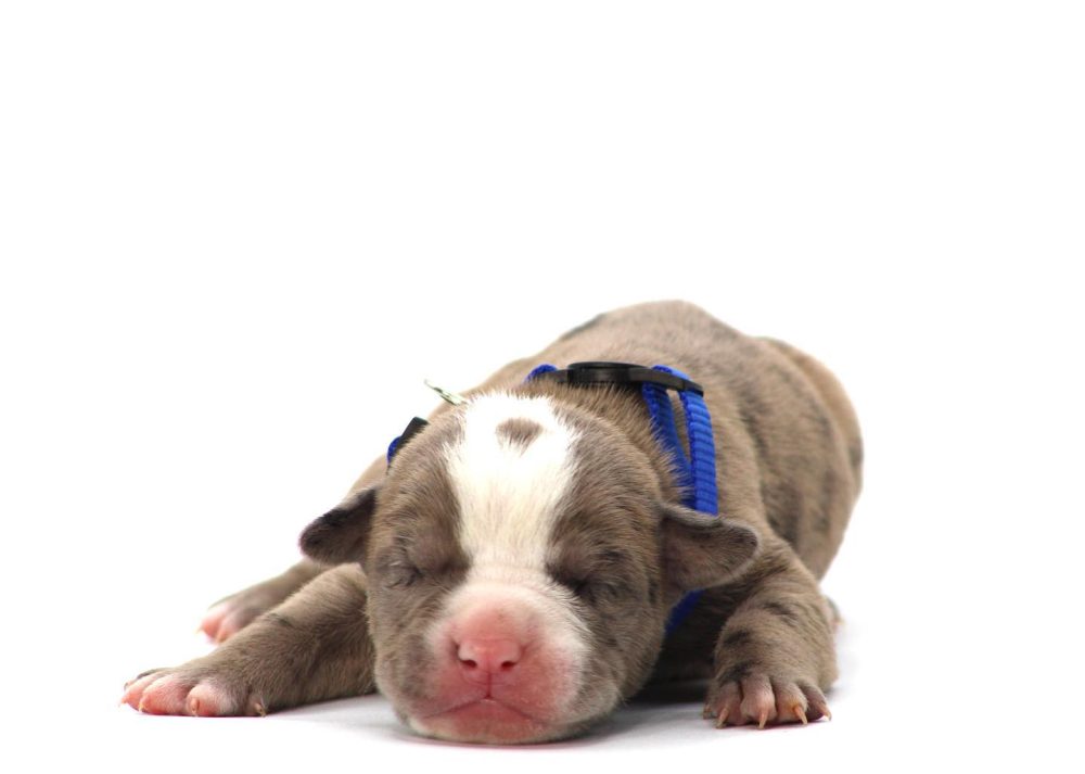 PIT BULL PUPPIES FOR SALE