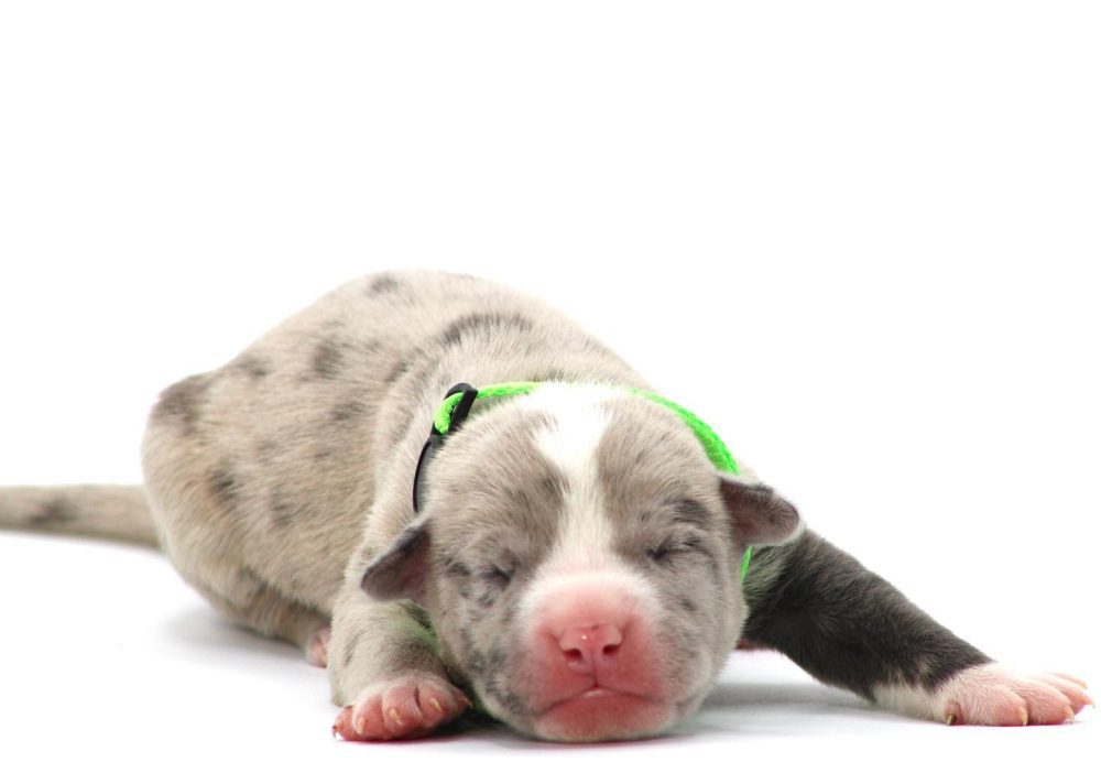 merle pitbull puppy