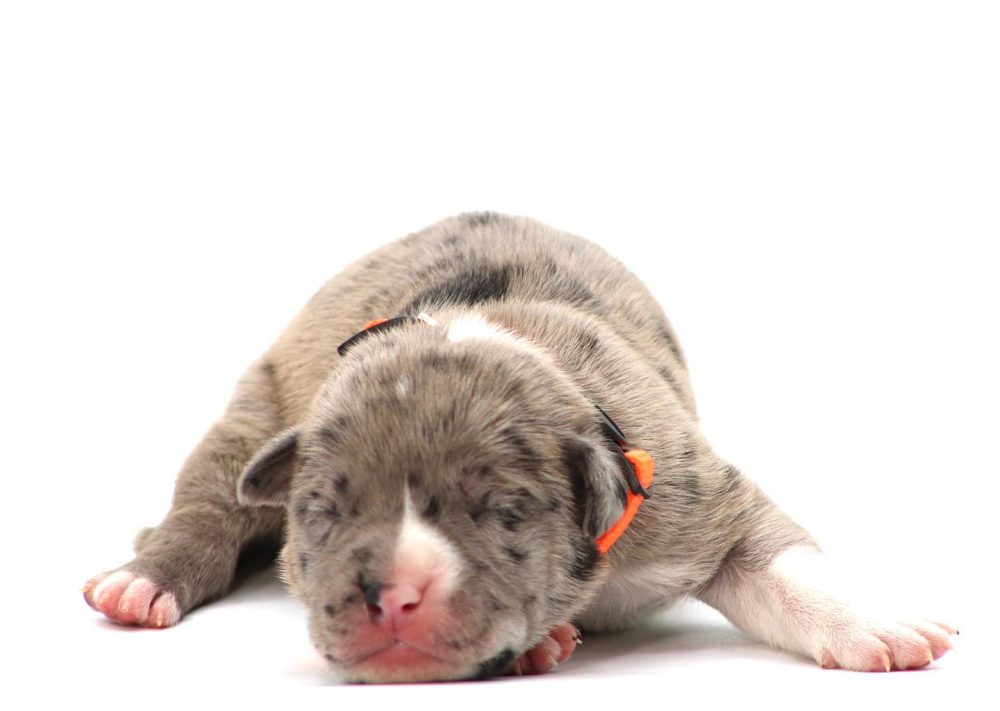 pitbull puppies for sale in Arizona