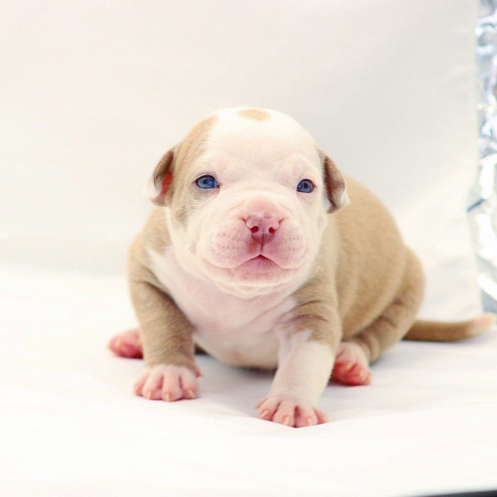 red nose XL American bully puppy for sale in Idaho