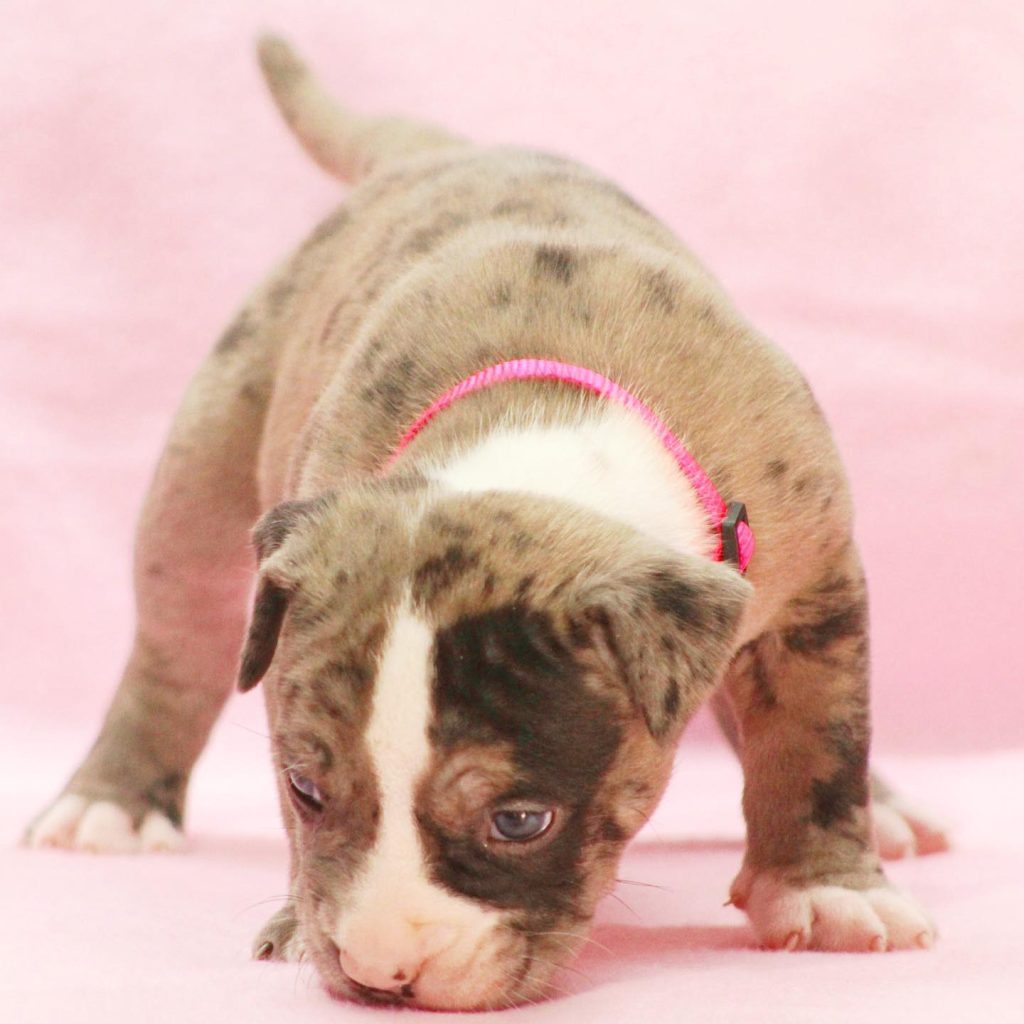 Pitbull Puppies For Sale in Idaho Manmade Kennels XL Pit Bulls