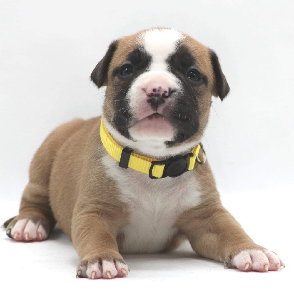 Pitbull Puppies For Sale in Maine