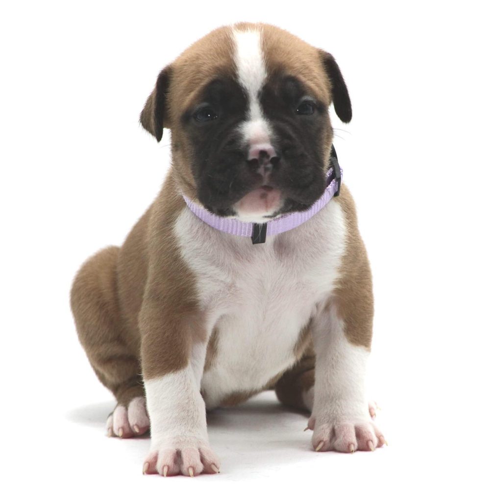 tri color pitbull puppy Massachusetts