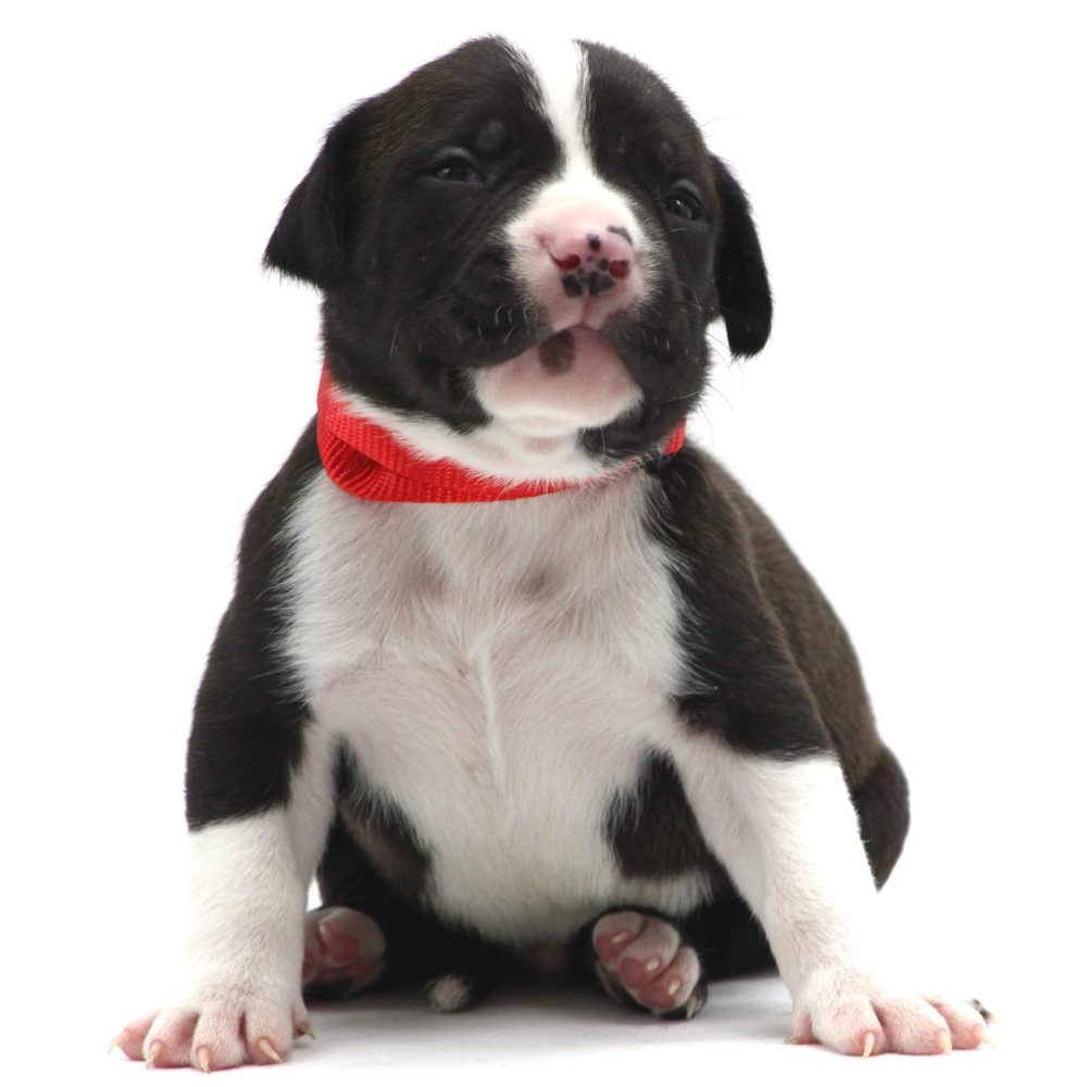 pitbull puppies for sale in Maine