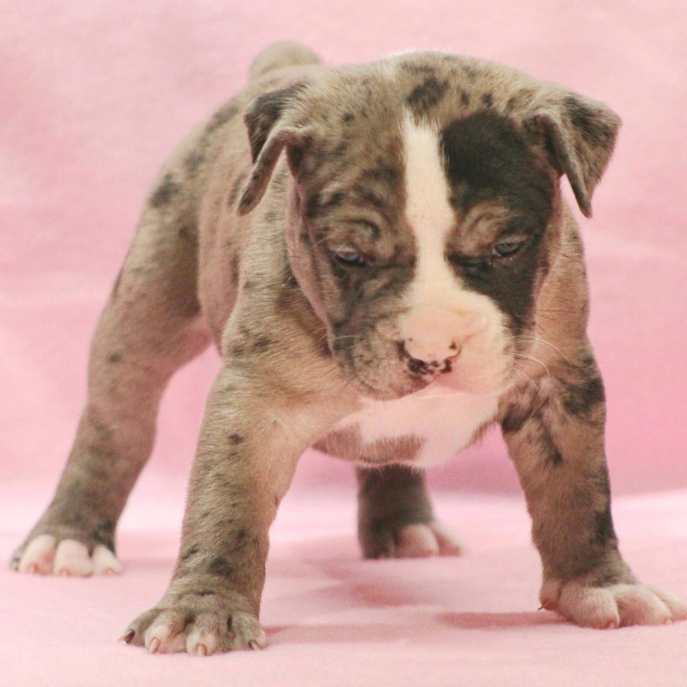 American bully puppies Maine