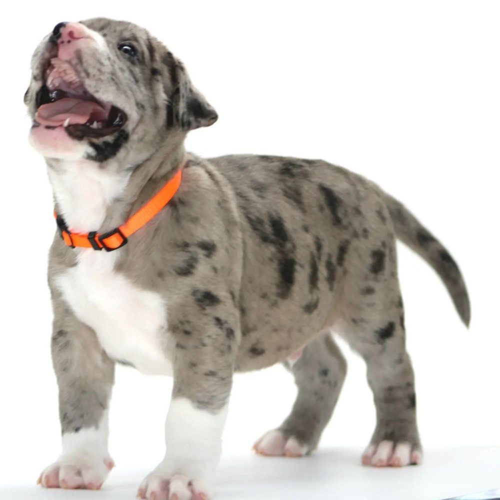 American bully puppy indiana