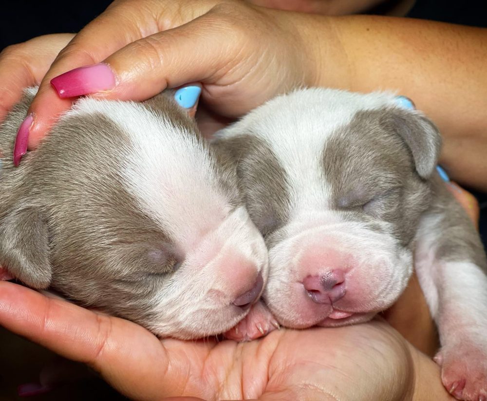 American bully puppies for sale in California