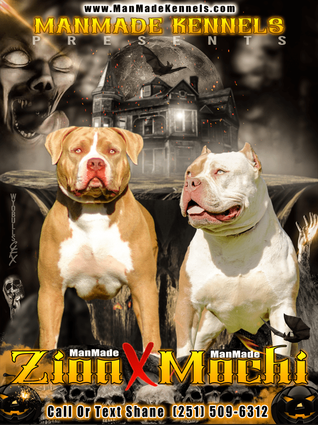 CHAMPAGNE XL AMERICAN BULLY breeder