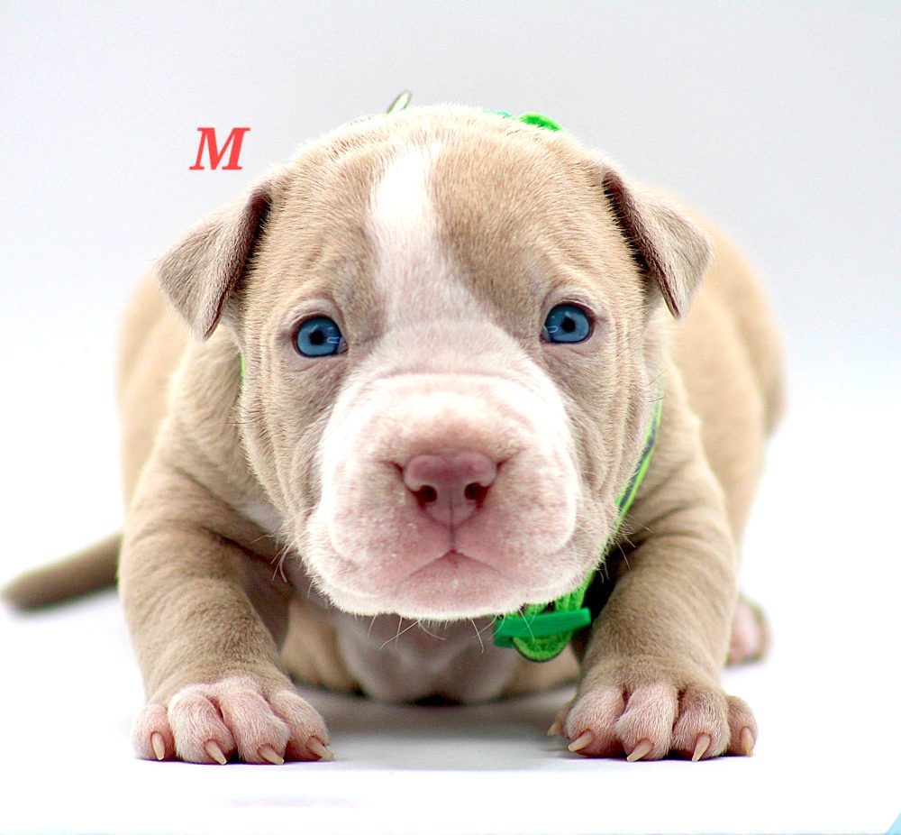 puppy pitbulls for sale