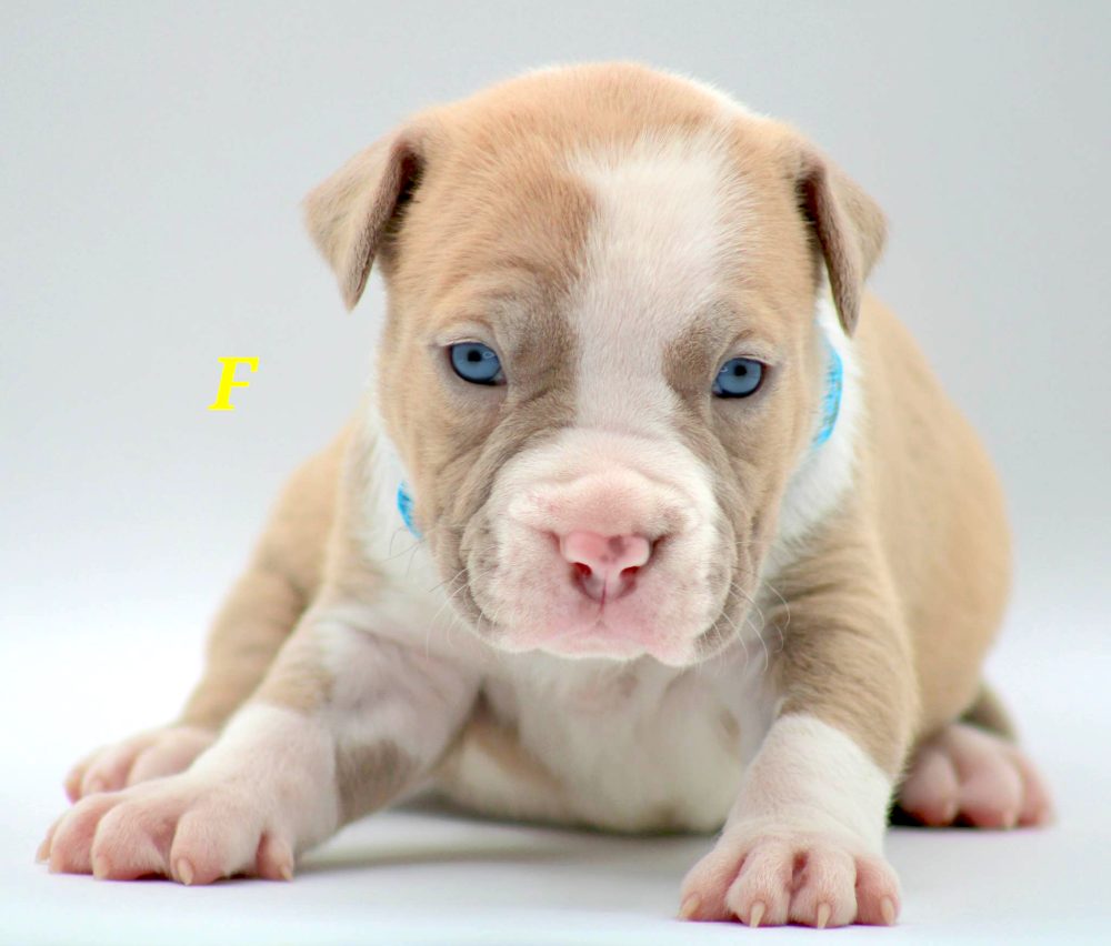 PIT BULL PUPPIES FOR SALE