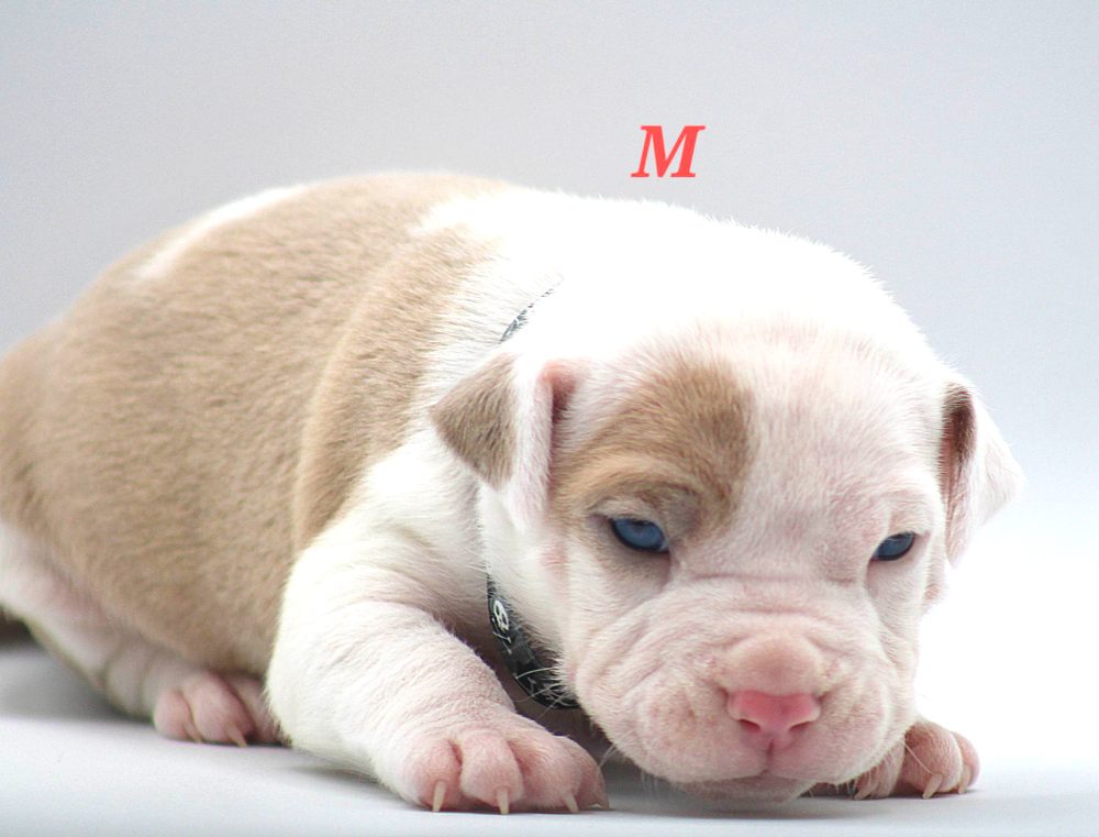 puppy pitbulls for sale