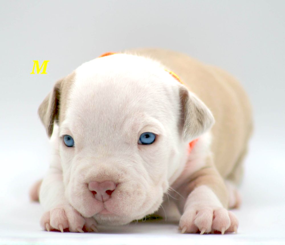 PIT BULL PUPPIES FOR SALE