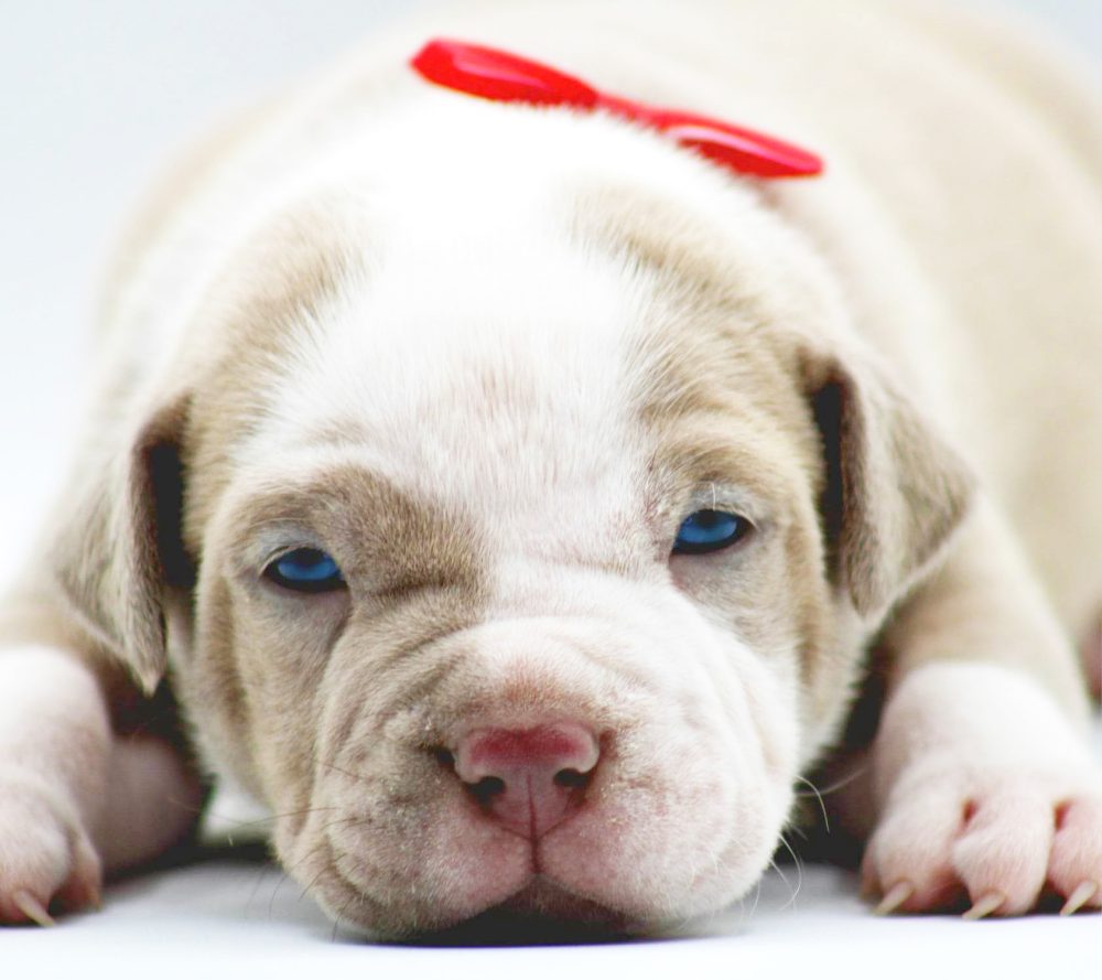 puppy pitbulls for sale
