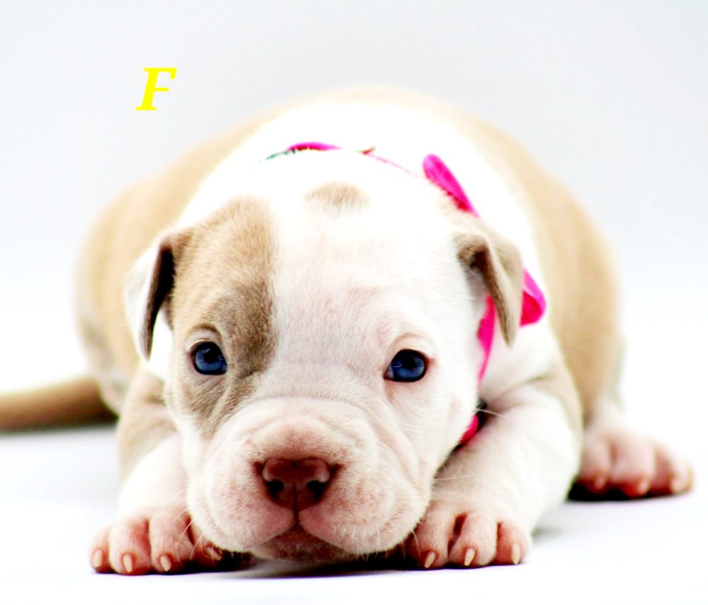 PIT BULL PUPPIES FOR SALE