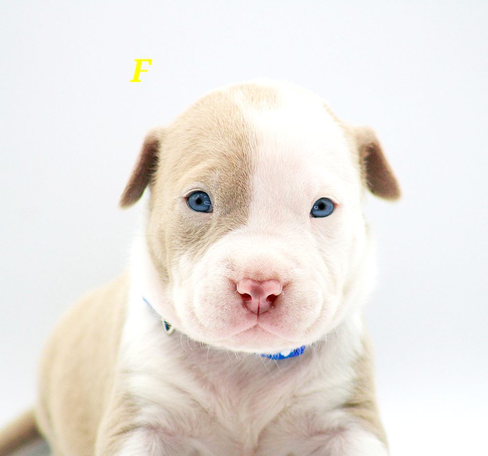 PIT BULL PUPPIES FOR SALE