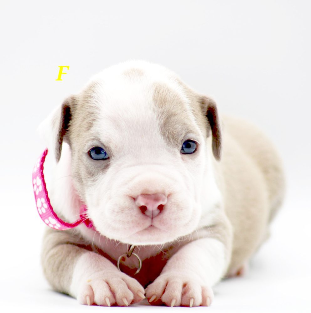 PIT BULL PUPPIES FOR SALE