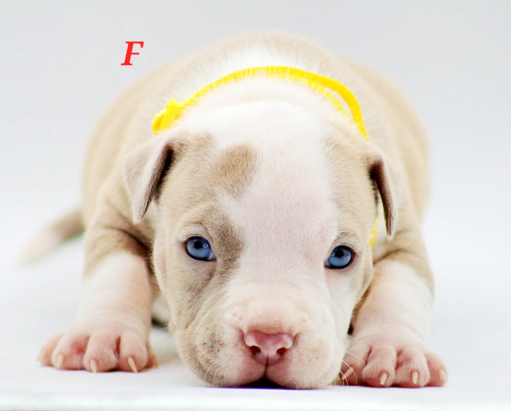 puppy pitbulls for sale