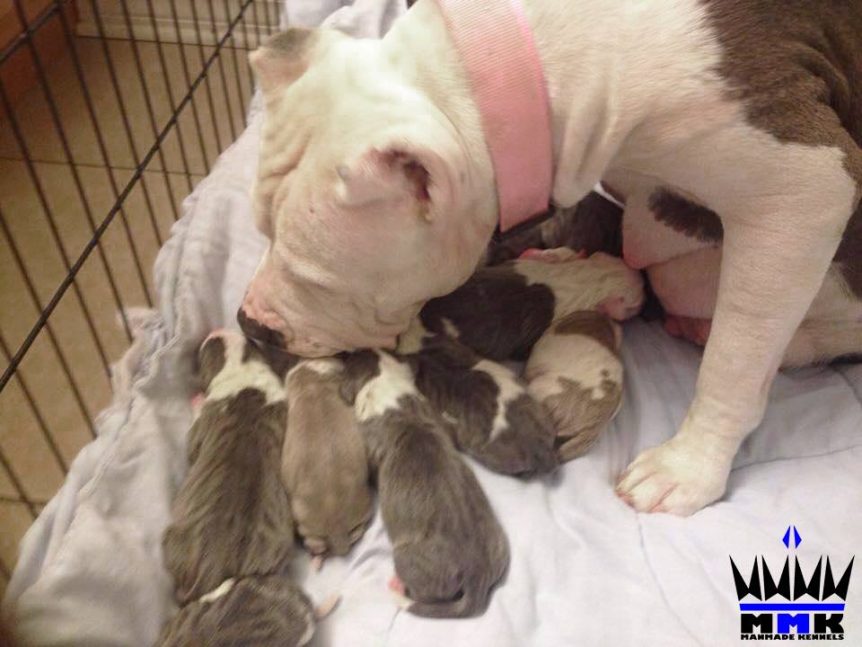 mother dog not feeding puppies