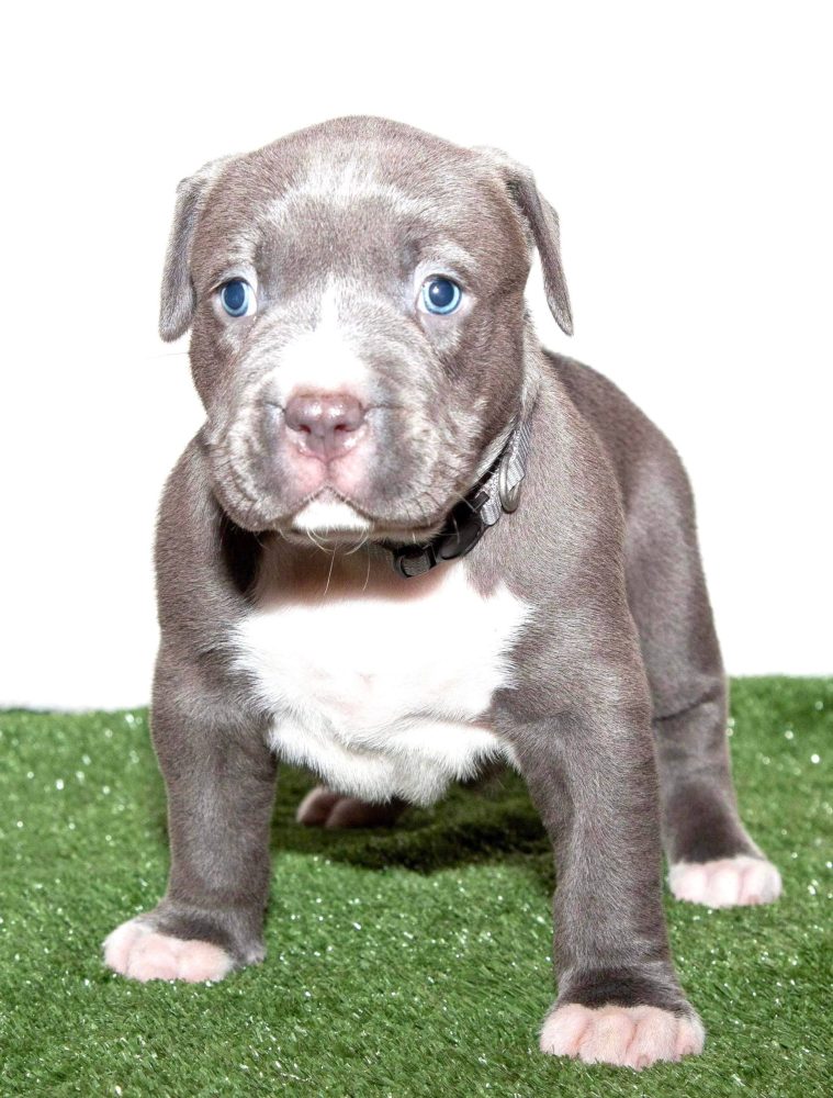 puppy pitbulls for sale