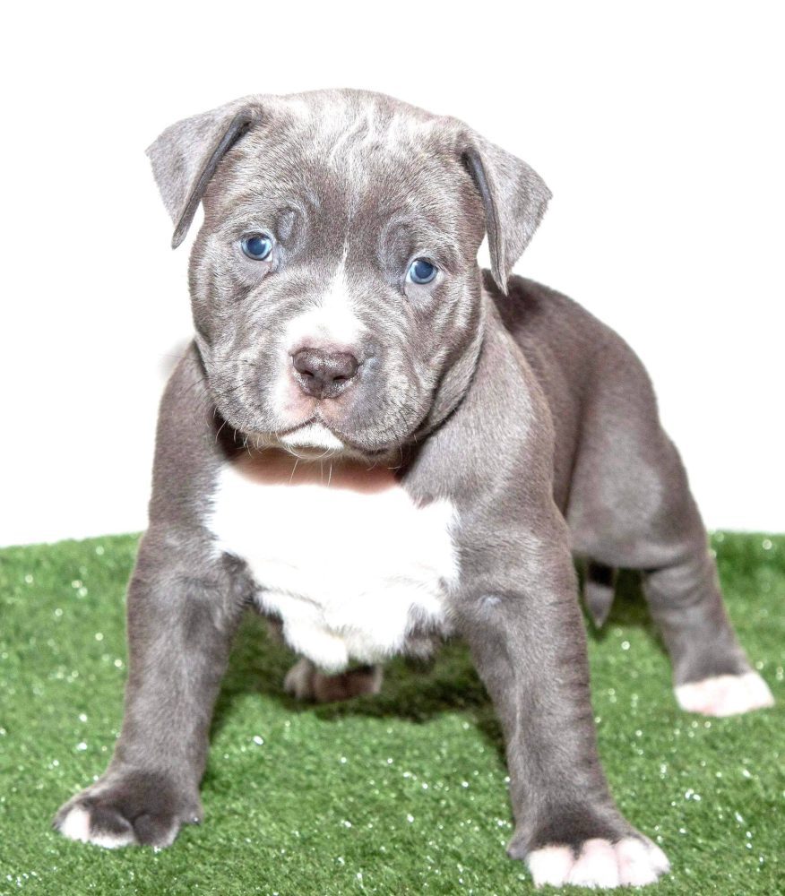 PIT BULL PUPPIES FOR SALE